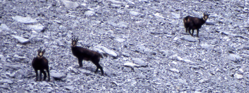 Rupicapra rupicapra.....dal Trentino Alto Adige